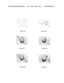 METHODS FOR CORRECTING MITOTIC SPINDLE DEFECTS AND OPTIMIZING PREIMPLANTATION EMBRYONIC DEVELOPMENTAL RATES ASSOCIATED WITH SOMATIC CELL NUCLEAR TRANSFER IN ANIMALS diagram and image