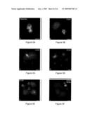 METHODS FOR CORRECTING MITOTIC SPINDLE DEFECTS AND OPTIMIZING PREIMPLANTATION EMBRYONIC DEVELOPMENTAL RATES ASSOCIATED WITH SOMATIC CELL NUCLEAR TRANSFER IN ANIMALS diagram and image