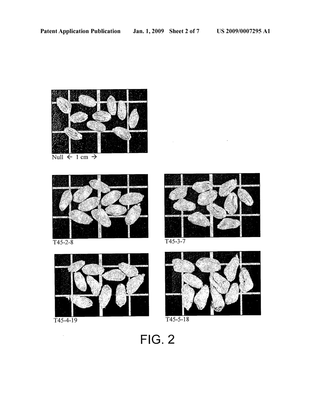 Method for Increasing Seed Size - diagram, schematic, and image 03