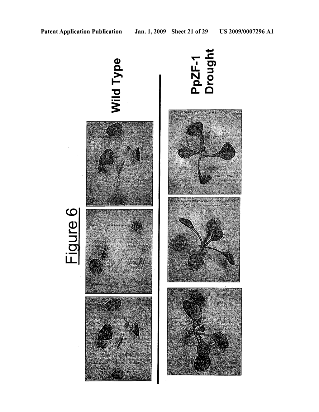 Transcription Factor Stress-Related Proteins and Methods of Use in Plants - diagram, schematic, and image 22