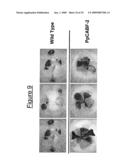 Transcription Factor Stress-Related Proteins and Methods of Use in Plants diagram and image