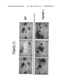 Transcription Factor Stress-Related Proteins and Methods of Use in Plants diagram and image