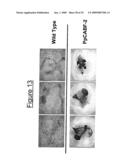 Transcription Factor Stress-Related Proteins and Methods of Use in Plants diagram and image