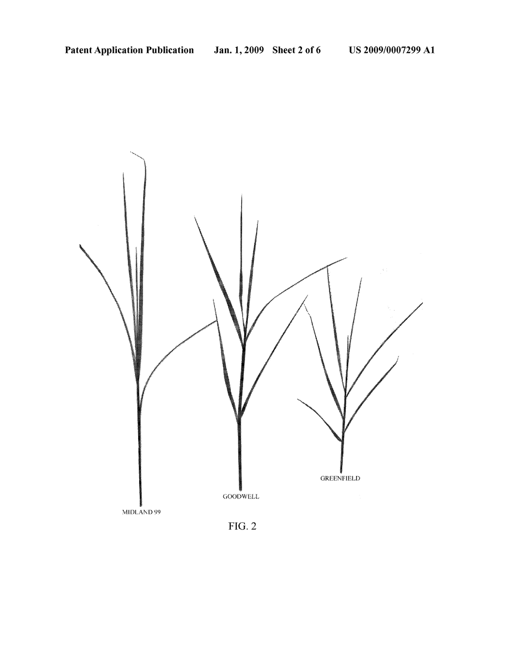 FORAGE BERMUDAGRASS CULTIVAR - diagram, schematic, and image 03