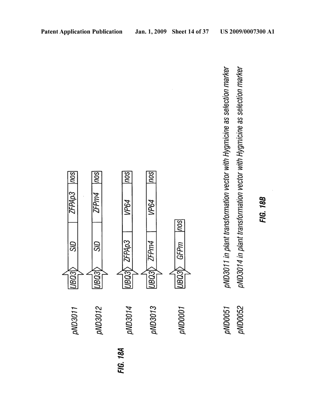 SYNTHETIC ZINC FINGER PROTEIN ENCODING SEQUENCES AND METHODS OF PRODUCING THE SAME - diagram, schematic, and image 15