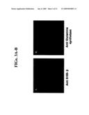 Isolated cells and populations comprising same for the treatment of CNS diseases diagram and image