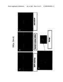 Isolated cells and populations comprising same for the treatment of CNS diseases diagram and image