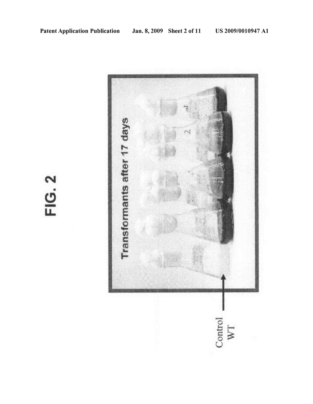 Red Microalgae Expressing Exogenous Polypeptides And Methods Of Generating And Utilizing Same - diagram, schematic, and image 03