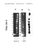 Red Microalgae Expressing Exogenous Polypeptides And Methods Of Generating And Utilizing Same diagram and image