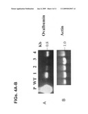 Red Microalgae Expressing Exogenous Polypeptides And Methods Of Generating And Utilizing Same diagram and image