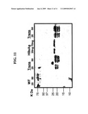 Red Microalgae Expressing Exogenous Polypeptides And Methods Of Generating And Utilizing Same diagram and image