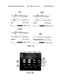 Genetically Engineered Swine Influenza Virus and Uses Thereof diagram and image