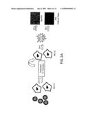 Genetically Engineered Swine Influenza Virus and Uses Thereof diagram and image