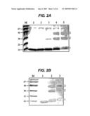 Inhibitors of Infection diagram and image