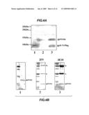 Inhibitors of Infection diagram and image