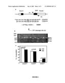 Polymorphic Cd24 Genotypes that are Predictive of Multiple Sclerosis Risk and Progression diagram and image