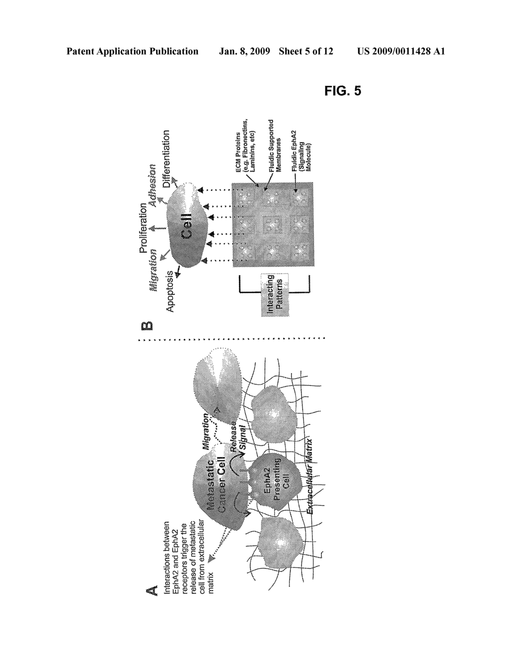 Fluid Membrane-Based Ligand Display System for Live Cell Assays and Disease Diagnosis Applications - diagram, schematic, and image 06