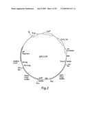 Engineered plasmids and their use for in situ production of genes diagram and image