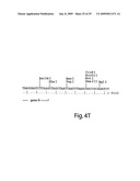 Engineered plasmids and their use for in situ production of genes diagram and image