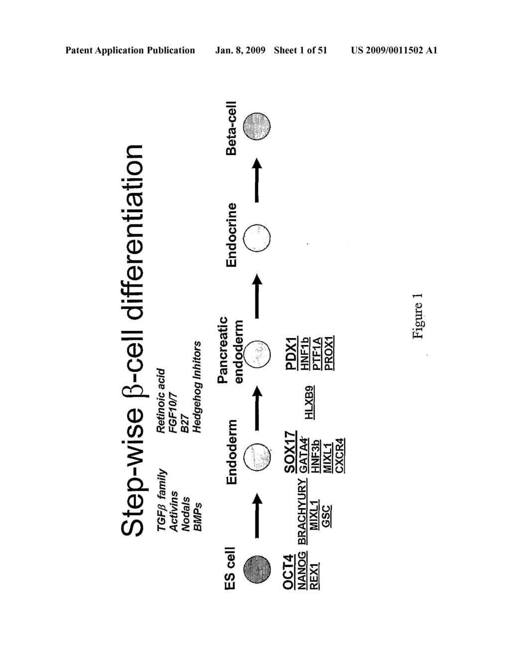 Pdx1 Expressing Endoderm - diagram, schematic, and image 02