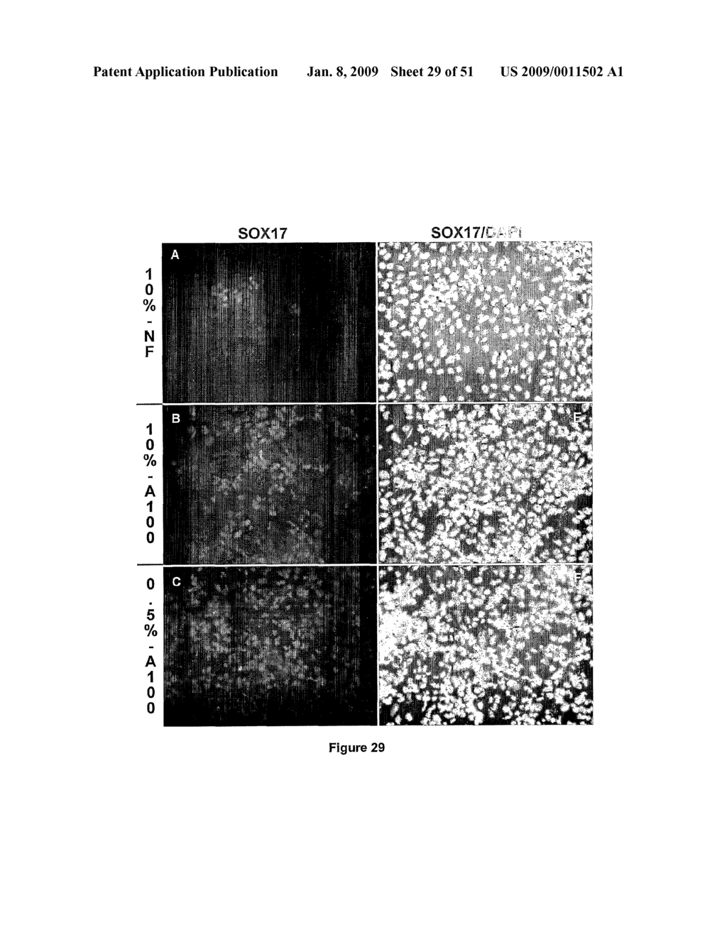 Pdx1 Expressing Endoderm - diagram, schematic, and image 30