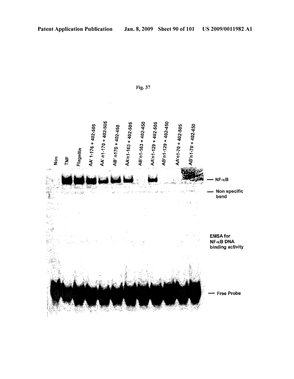 Flagellin Related Polypeptides and Uses Thereof - diagram, schematic, and image 91