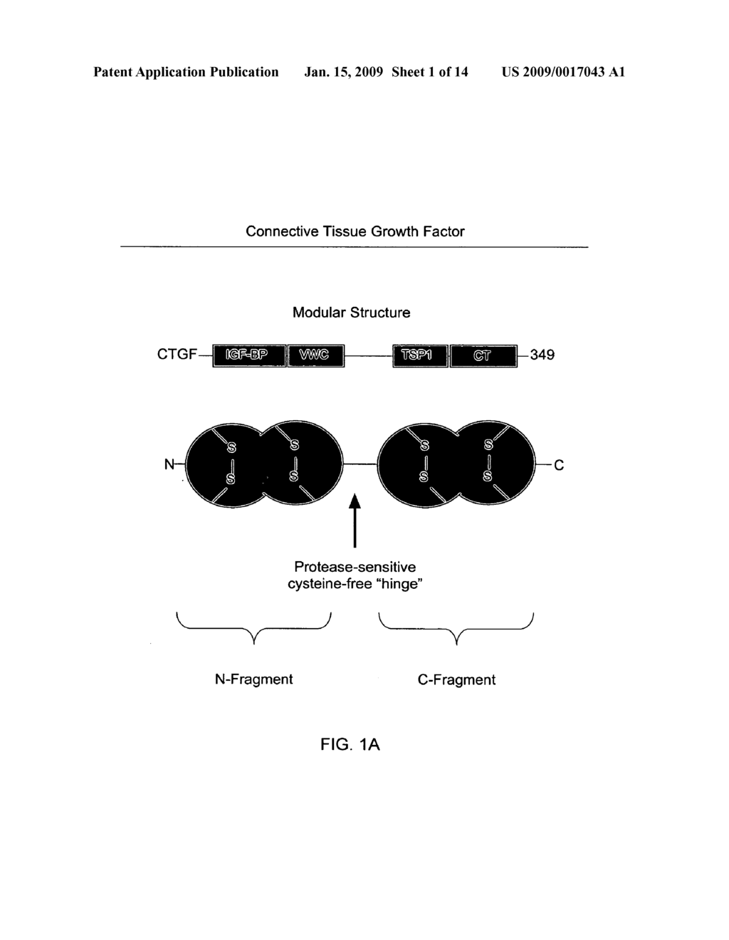 Connective tissues growth factor antibodies - diagram, schematic, and image 02