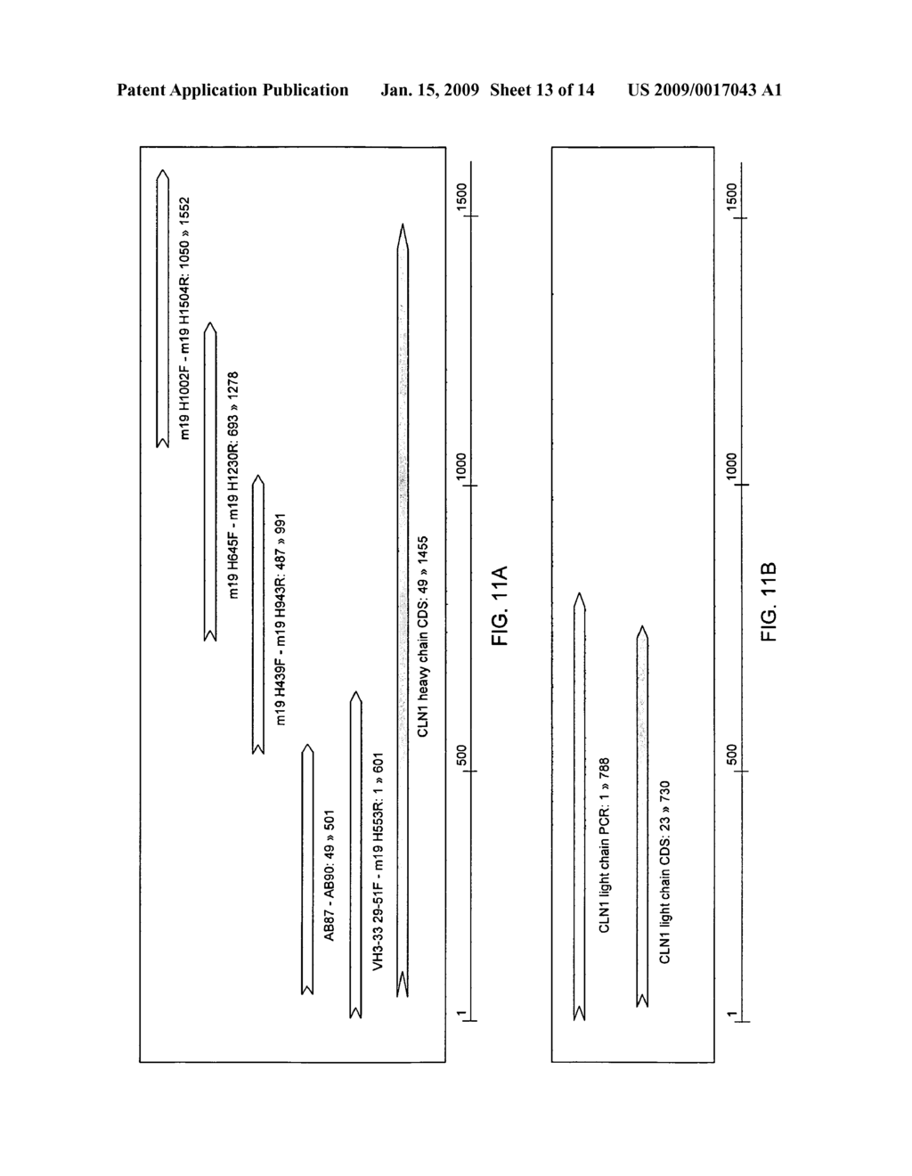 Connective tissues growth factor antibodies - diagram, schematic, and image 14