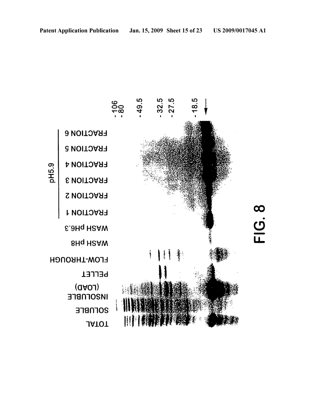 Polynucleotides Encoding Growth Differentiation Factor-8 - diagram, schematic, and image 16