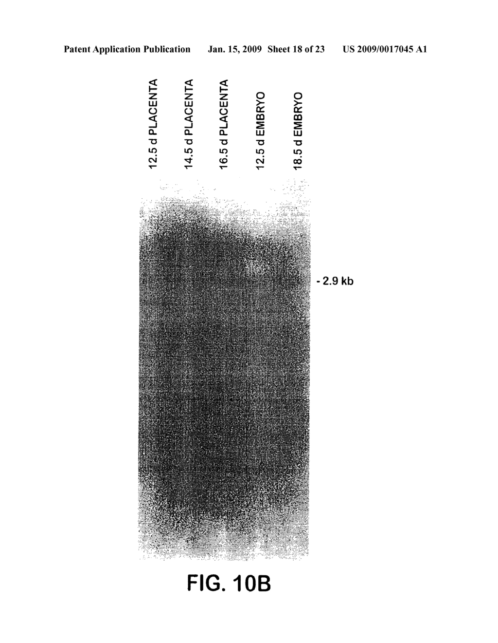 Polynucleotides Encoding Growth Differentiation Factor-8 - diagram, schematic, and image 19