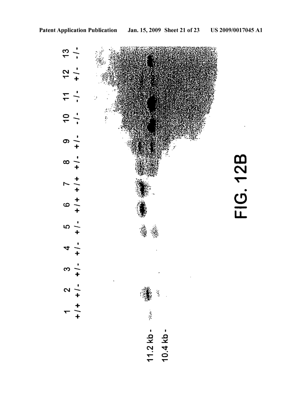 Polynucleotides Encoding Growth Differentiation Factor-8 - diagram, schematic, and image 22