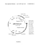 Vectors and cells for preparing immunoprotective compositions derived from transgenic plants diagram and image