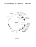 Vectors and cells for preparing immunoprotective compositions derived from transgenic plants diagram and image