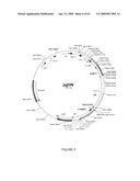 Vectors and cells for preparing immunoprotective compositions derived from transgenic plants diagram and image