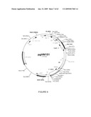 Vectors and cells for preparing immunoprotective compositions derived from transgenic plants diagram and image