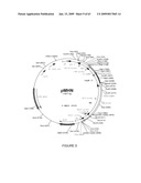 Vectors and cells for preparing immunoprotective compositions derived from transgenic plants diagram and image