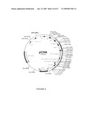 Vectors and cells for preparing immunoprotective compositions derived from transgenic plants diagram and image