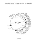 Vectors and cells for preparing immunoprotective compositions derived from transgenic plants diagram and image