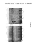 Vectors and cells for preparing immunoprotective compositions derived from transgenic plants diagram and image