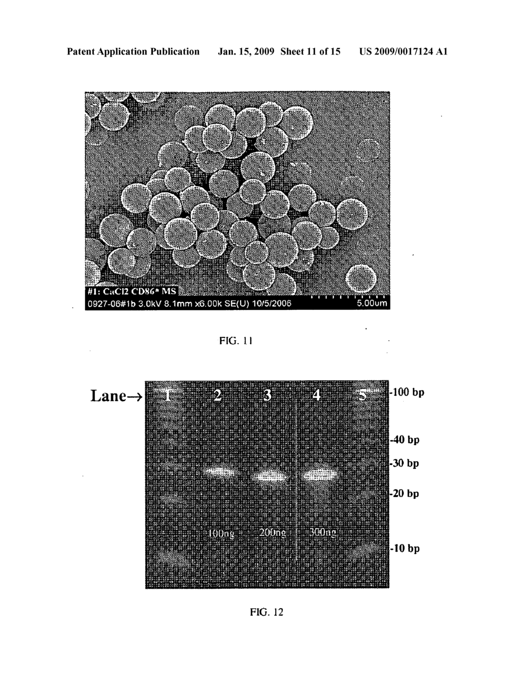 Nucleic Acid Microparticles for Pulmonary Delivery - diagram, schematic, and image 12