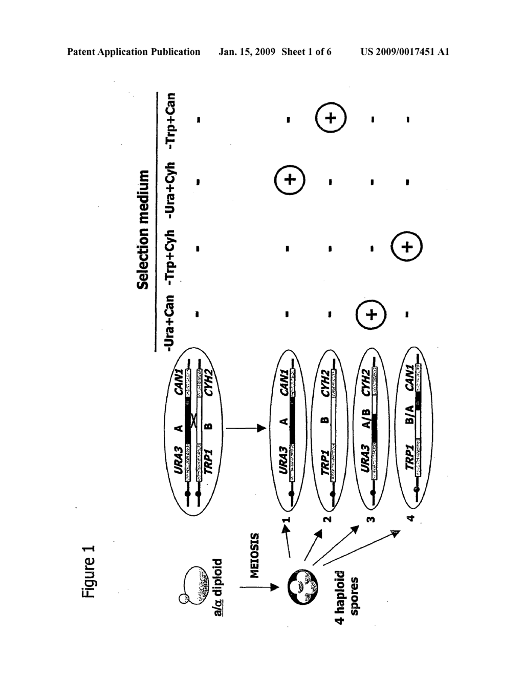 Generation of Recombinant Genes in Saccharomyces Cerevisiae - diagram, schematic, and image 02