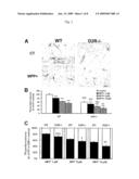 Methods For Modulating The Development Of Dopamine Neuron By The Dopamine D2 Receptor And Compositions Thereof diagram and image