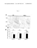 Methods For Modulating The Development Of Dopamine Neuron By The Dopamine D2 Receptor And Compositions Thereof diagram and image