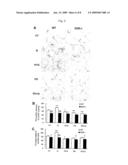 Methods For Modulating The Development Of Dopamine Neuron By The Dopamine D2 Receptor And Compositions Thereof diagram and image