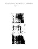 EPIDIDYMIS-SPECIFIC RECEPTOR PROTEIN diagram and image