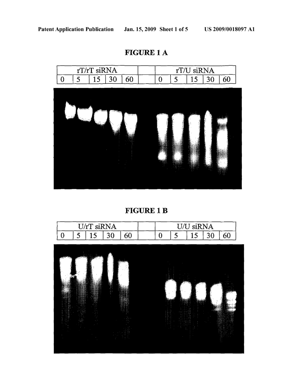 MODIFICATION OF DOUBLE-STRANDED RIBONUCLEIC ACID MOLECULES - diagram, schematic, and image 02