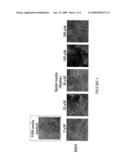 Method for controlling the yeast-to-filamentous growth transition in fungi diagram and image