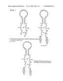 Dna detection method using molecular beacon with the use of monomer emission/excimer emission switching of fluorescent molecule diagram and image