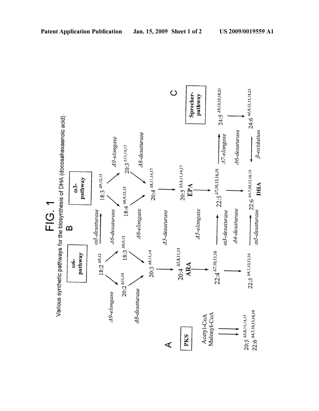 Nucleic Acid - diagram, schematic, and image 02