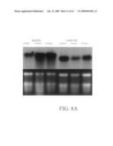 Solanum bulbocastanum polyubiquitin Bul409 promoter and uses thereof diagram and image